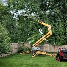 Best Emergency Tree Removal  in Hillandale, MD