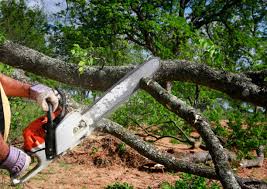 Hillandale, MD Tree Services Company